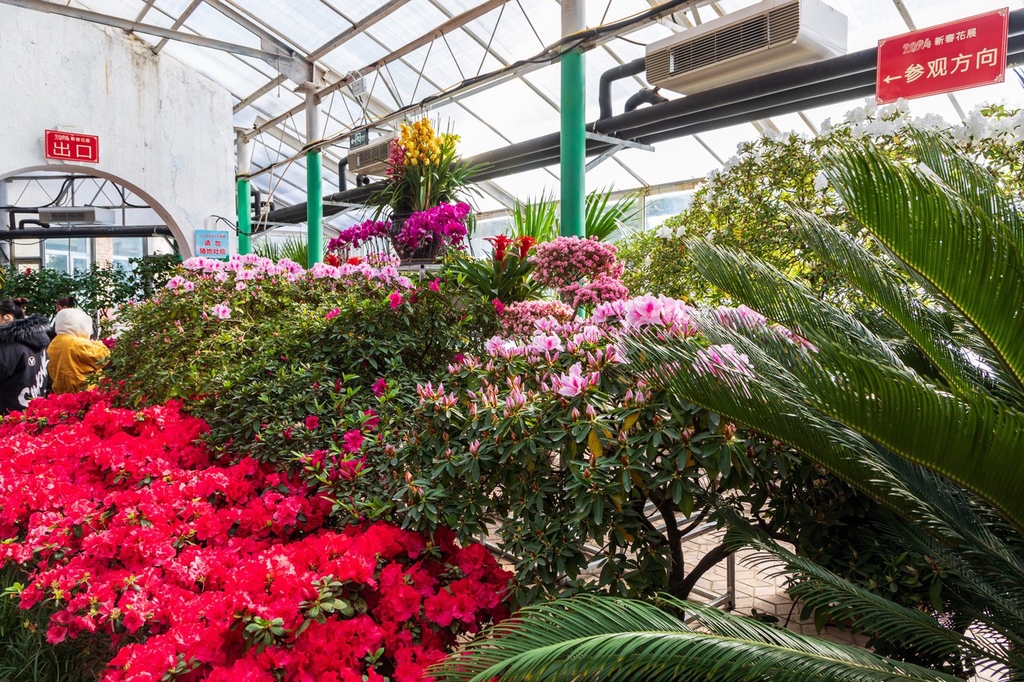 Azaleas are exhibited in a greenhouse at Jiangnan Park in Jilin City, Jilin Province, March 5, 2024. /IC