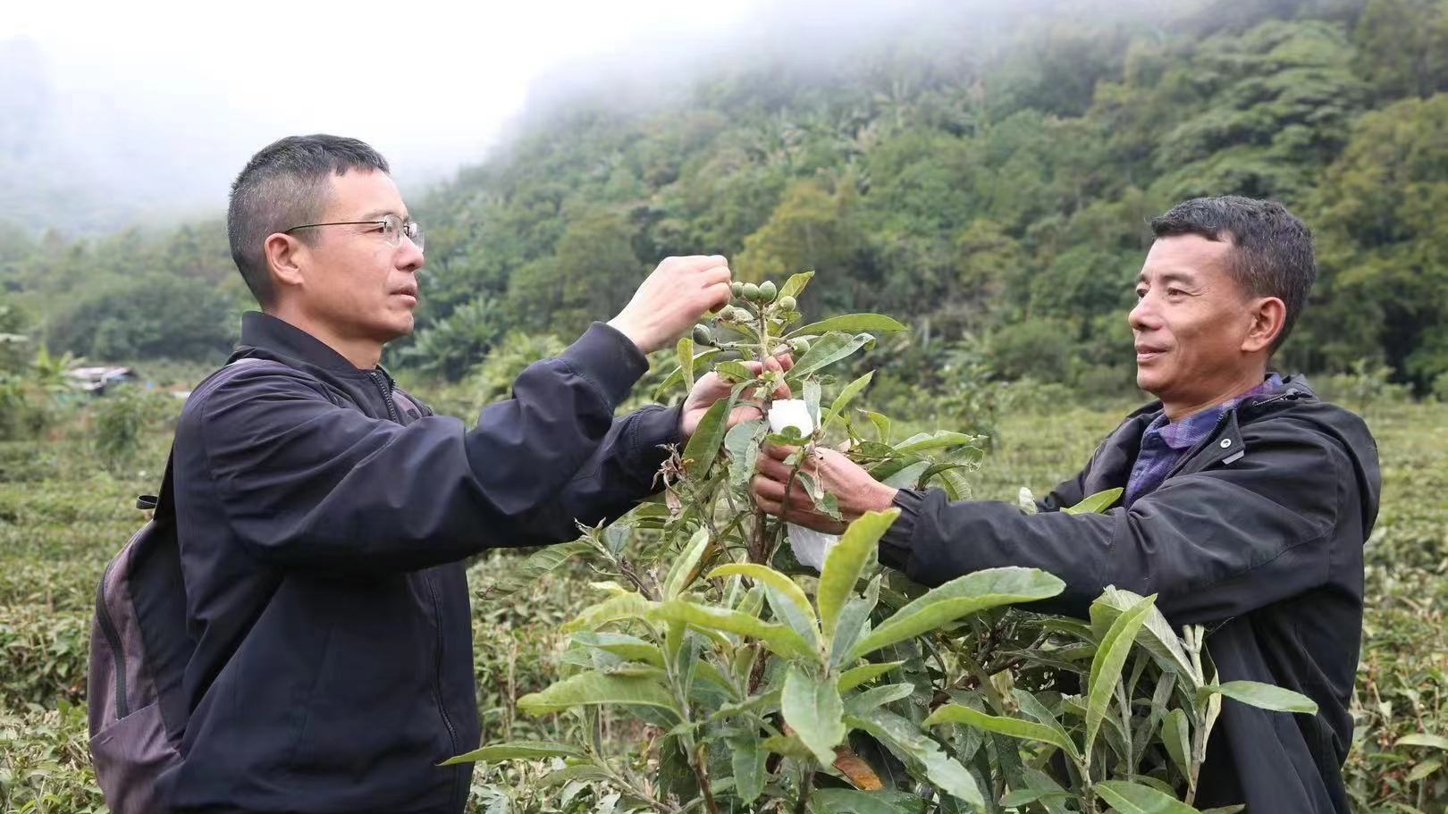 Jiang Fan (L), deputy director of Metok's Agriculture and Rural Bureau wraps the loquats with a local villager, Metok County, southwest China's Xizang Autonomous Region. /xzxw.com