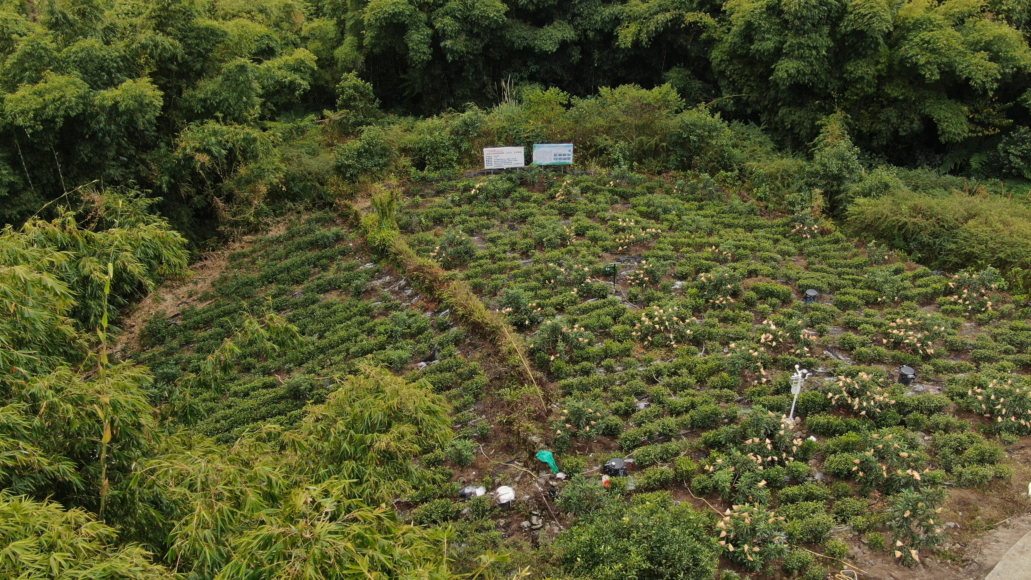 A loquat planting garden in Metok County, southwest China's Xizang Autonomous Region. /xzxw.com
