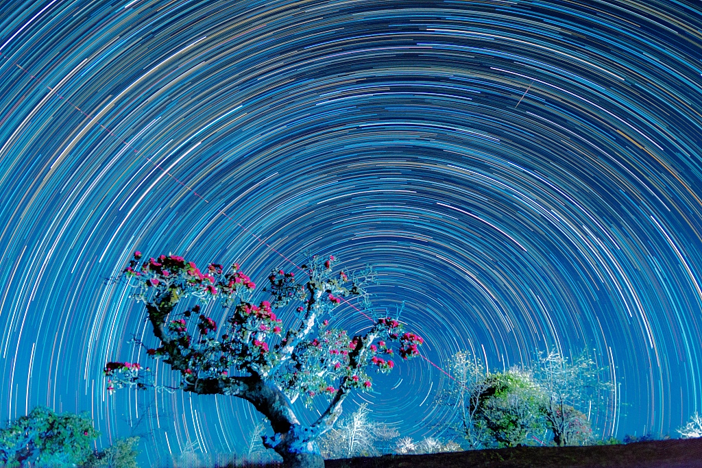 A photo taken on March 3, 2024, shows azalea blossoms under a starry sky in Yunnan Province. /CFP