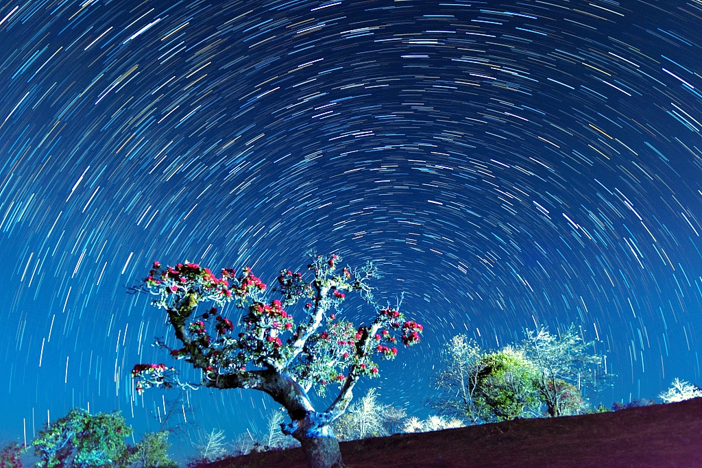 A photo taken on March 3, 2024, shows azalea blossoms under a starry sky in Yunnan Province. /CFP