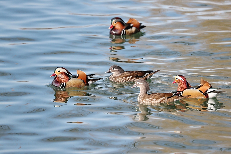 Mandarin ducks swim in the lake at Beihai Park in Beijing, March 6, 2024. /CFP