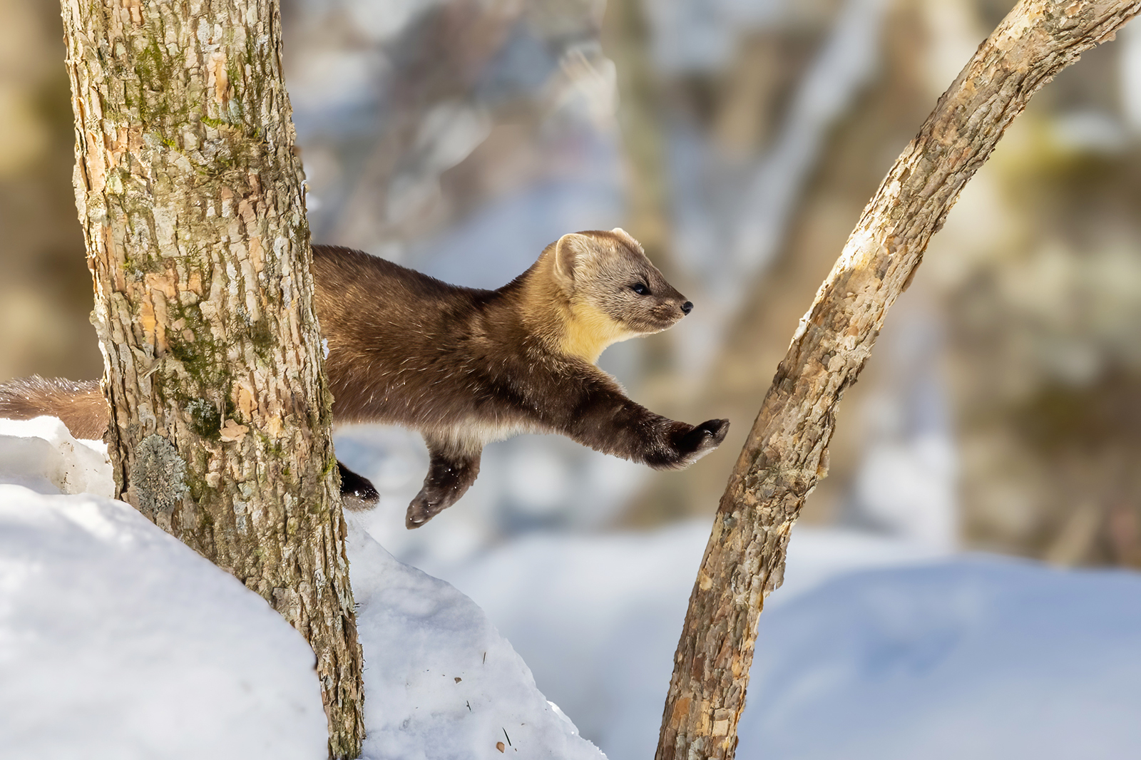 A sable leaps onto a branch at a forest in Yanbian, Jilin Province on March 4, 2024. /IC