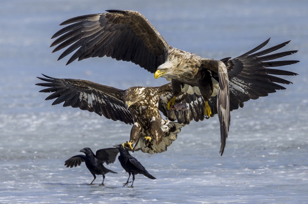 A photo taken on March 5, 2024 shows eagles frolicking and foraging at the Jingxin Wetland in Hunchun, northeast China's Jilin Province. /IC