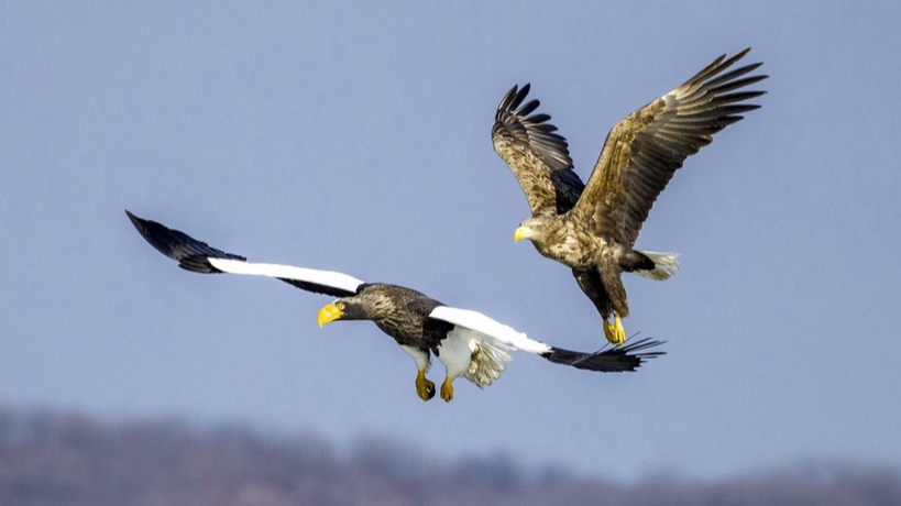 A photo taken on March 5, 2024 shows eagles frolicking and foraging at the Jingxin Wetland in Hunchun, northeast China's Jilin Province. /IC
