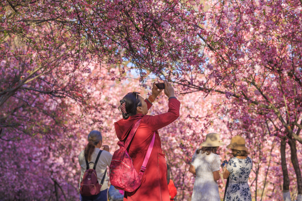 Visitors take photos of blooming cherry blossoms at Yuantongshan Park in Kunming, southwest China's Yunnan Province on March 7, 2024. /CFP