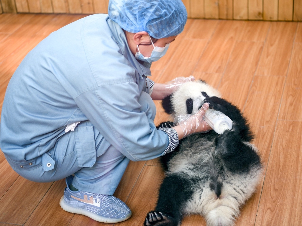 A photo taken on March 7, 2024 shows zookeeper Chen Sa and a giant panda cub at the Qinling Giant Panda Research Center, Shaanxi Province. /IC