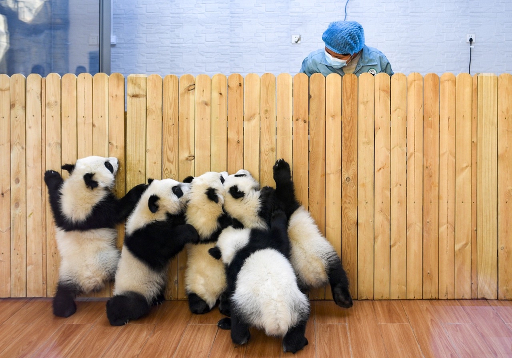 A photo taken on March 7, 2024 shows zookeeper Chen Sa and giant panda cubs at the Qinling Giant Panda Research Center, Shaanxi Province. /IC