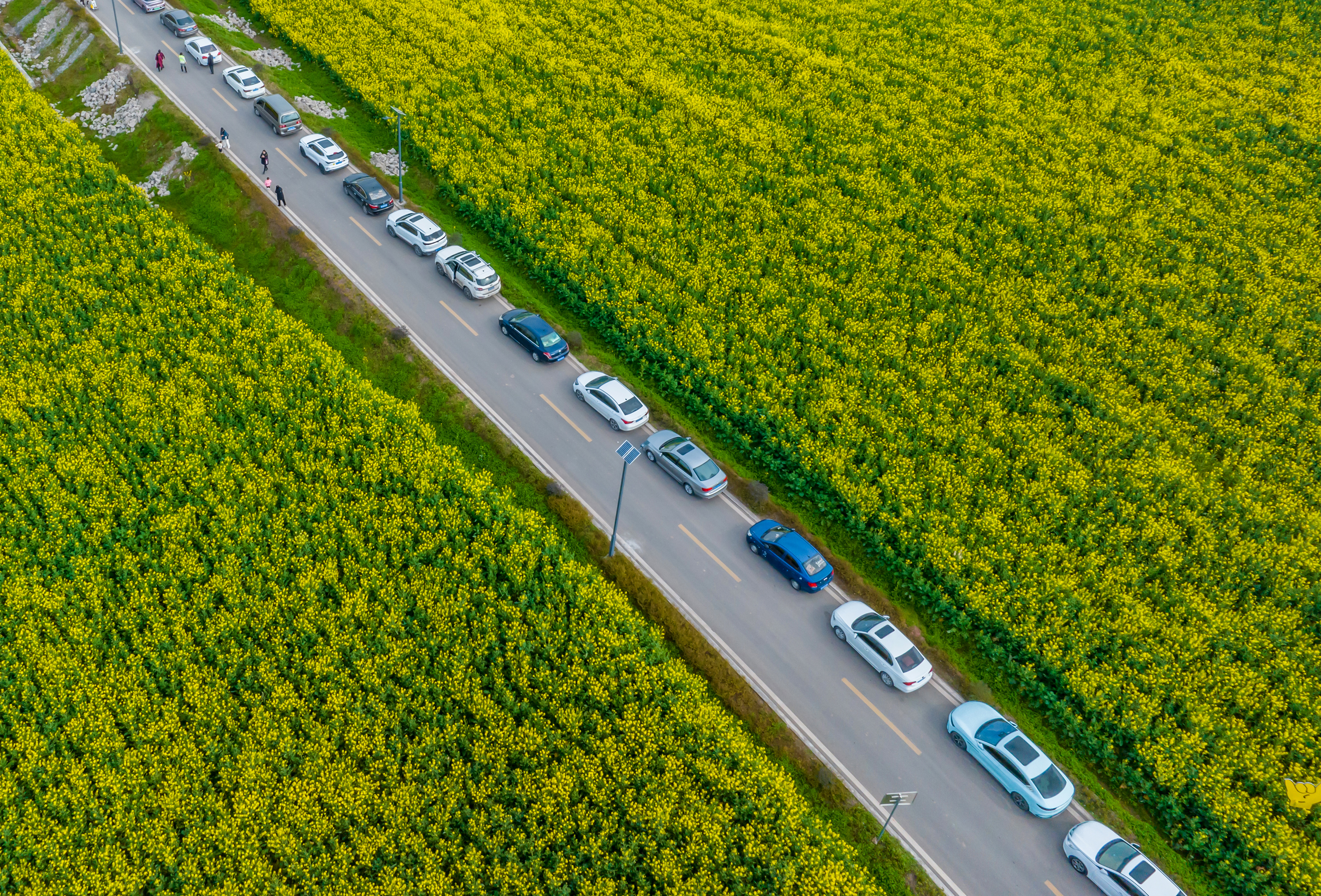 An aerial view of blooming rapeseed flowers in Zenggongqiao Village of Guang'an City, southwest China's Sichuan Province on March 7, 2024. /IC