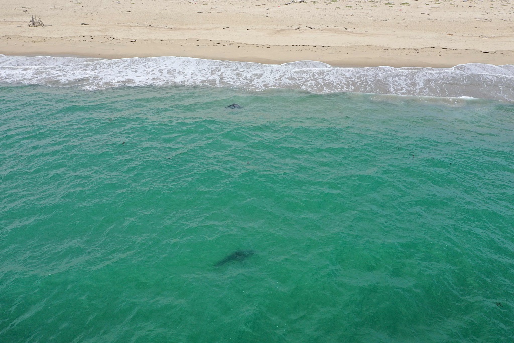There never used to be young great white sharks basking off the busy beaches of central California, but warmer waters brought by climate change are enticing them north, with possibly catastrophic consequences for a whole ecosystem, Marina State Beach in Marina, the United States. /CFP