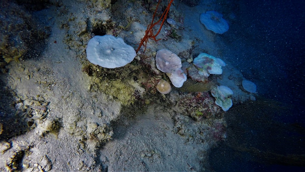 Scientists have discovered evidence of coral reef bleaching, occurring at depths exceeding 90 meters below the surface of the Indian Ocean, October 18, 2023. /CFP