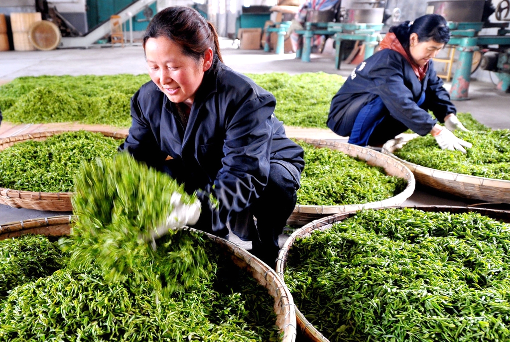An undated photo shows two workers processing tea in Chuzhou City, east China's Anhui Province. /IC
