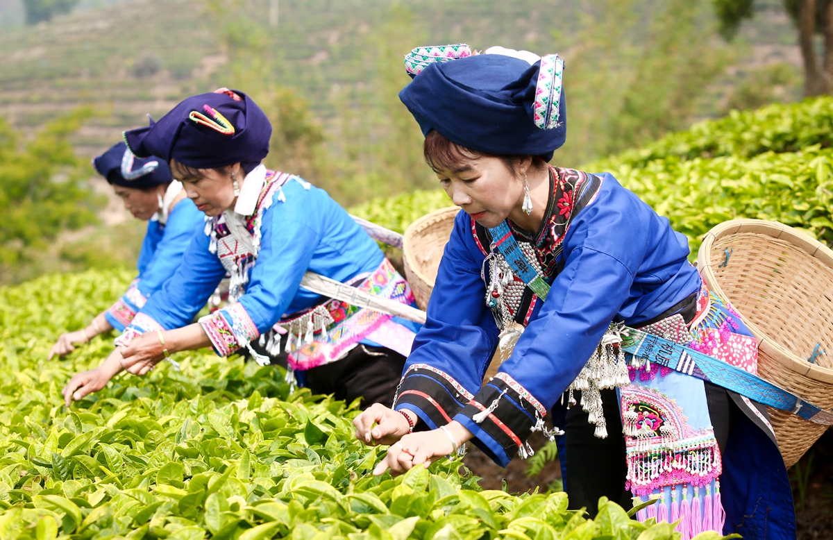 An undated photo shows three tea farmers picking Pu'er tea at a tea garden in Menghai County, southwest China's Yunnan Province. /IC