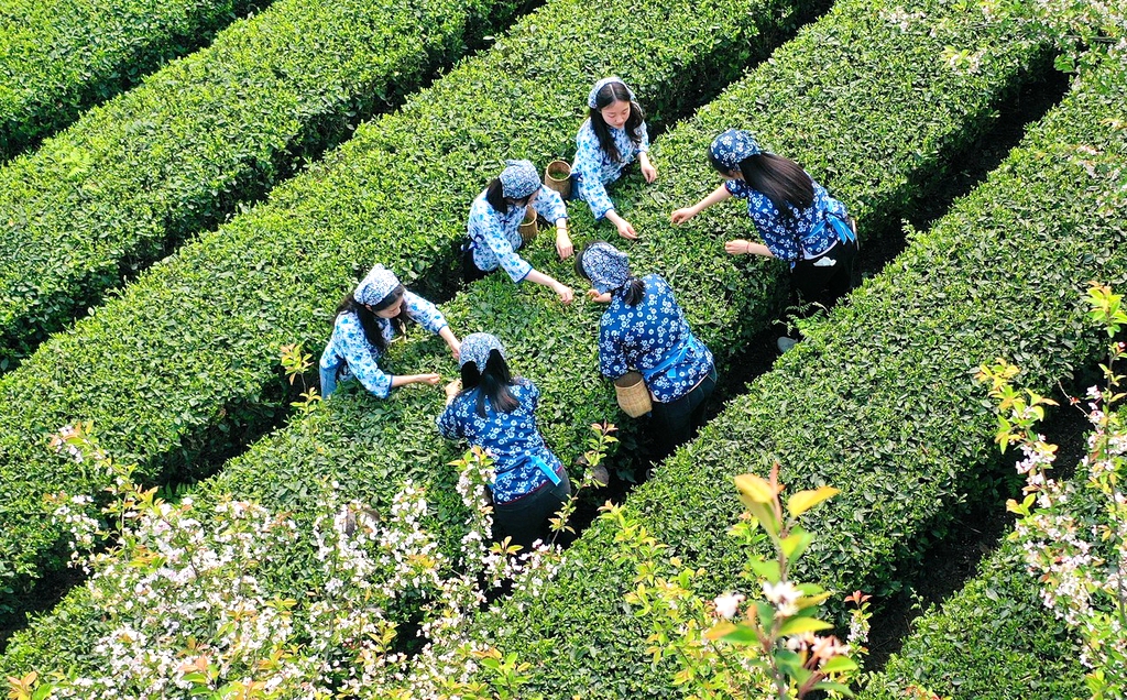 An undated photo shows a group of tea farmers picking spring tea at a tea garden in Pujiang County, southwest China's Sichuan Province. /IC