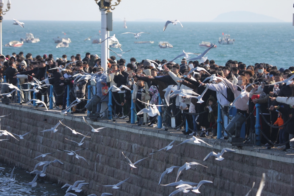 Black-headed gulls soar above the picturesque coast of Qingdao, Shandong Province, March 8, 2024, captivating numerous onlookers. /VCG