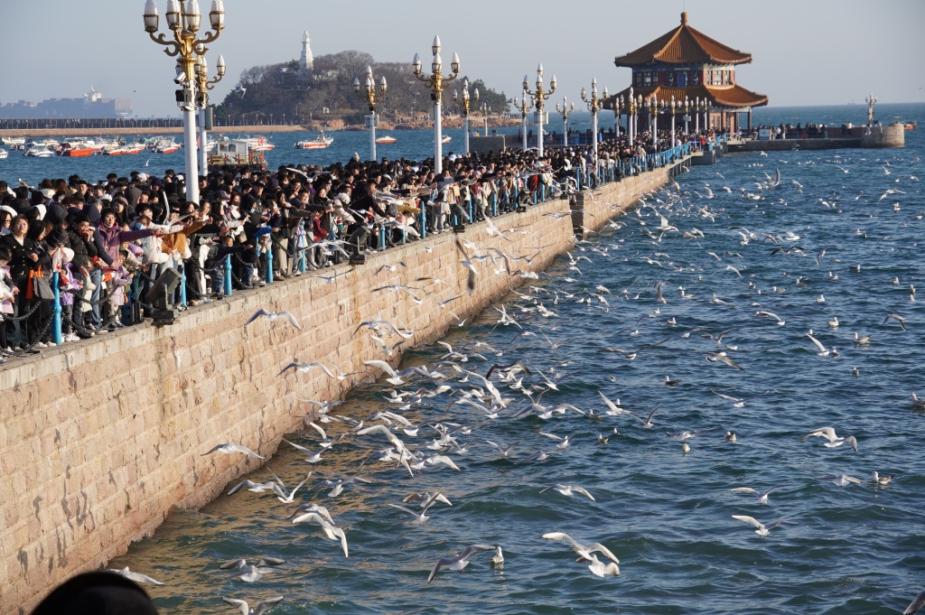 Black-headed gulls soar above the picturesque coast of Qingdao, Shandong Province, March 8, 2024, captivating numerous onlookers. /VCG