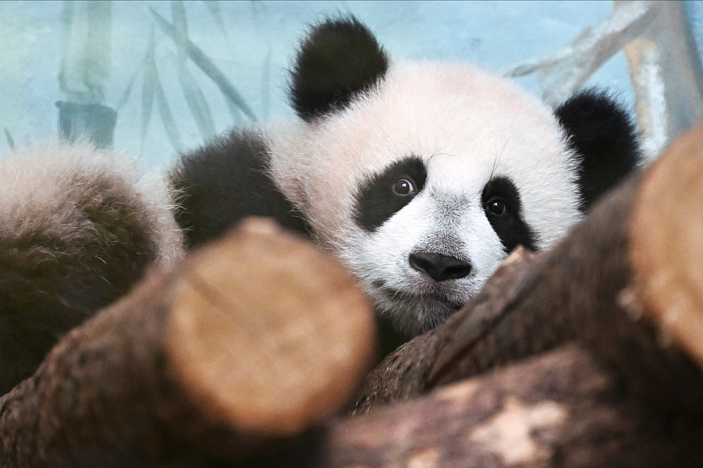 Katyusha, a six-month-old giant panda cub, makes her public debut at Moscow Zoo on March 8, 2024. /CFP