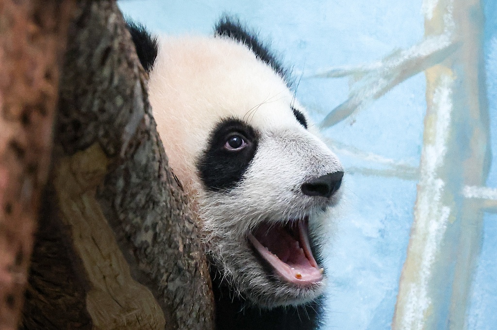Katyusha, a six-month-old giant panda cub, makes her public debut at Moscow Zoo on March 8, 2024. /CFP