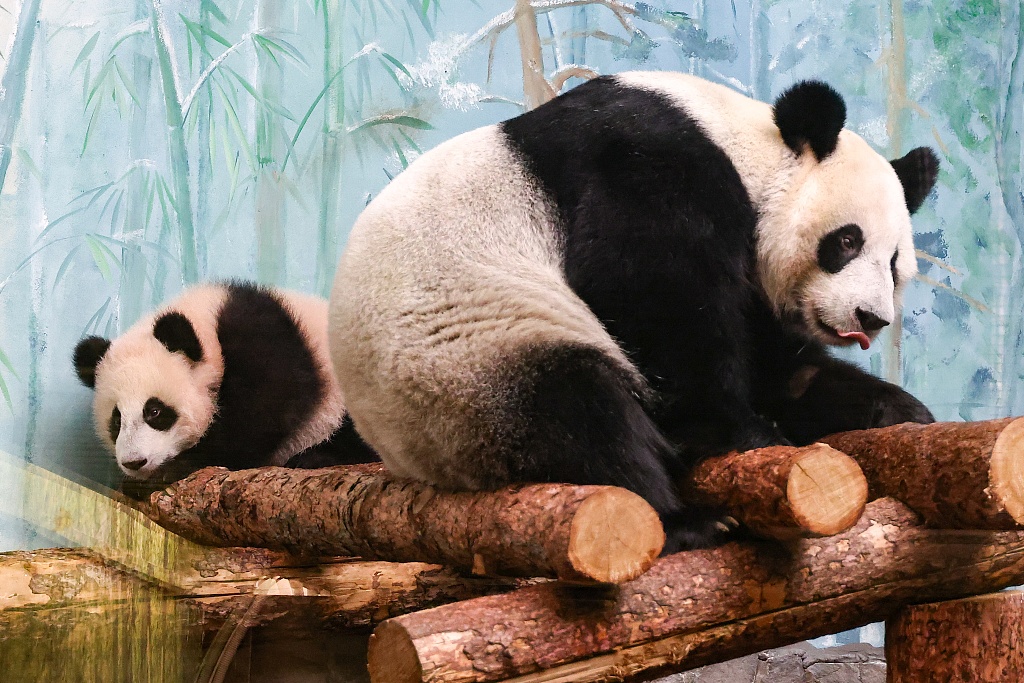 Katyusha (left), the first giant panda born in Russia, and her mother Ding Ding are seen at Moscow Zoo on March 8, 2024. /CFP