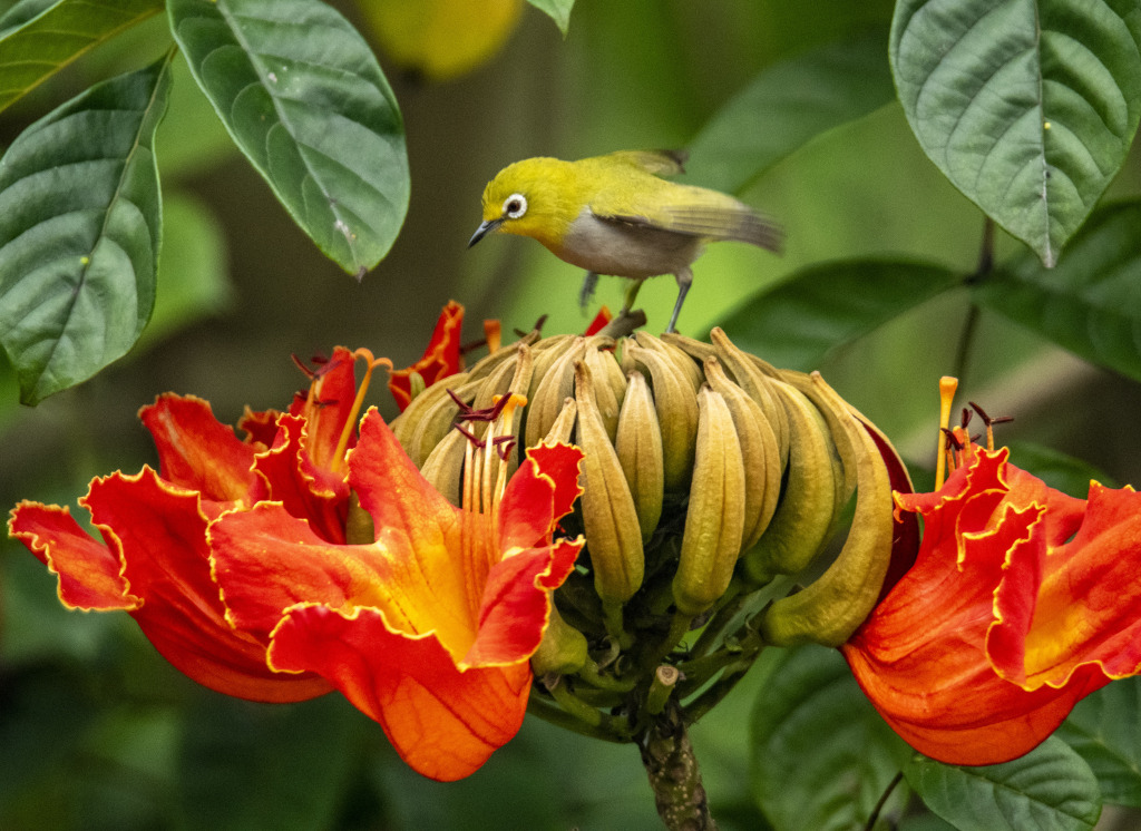 A bird perches on a blooming African tulip tree at a park in Qionghai, Hainan Province, March 10, 2024. /CFP