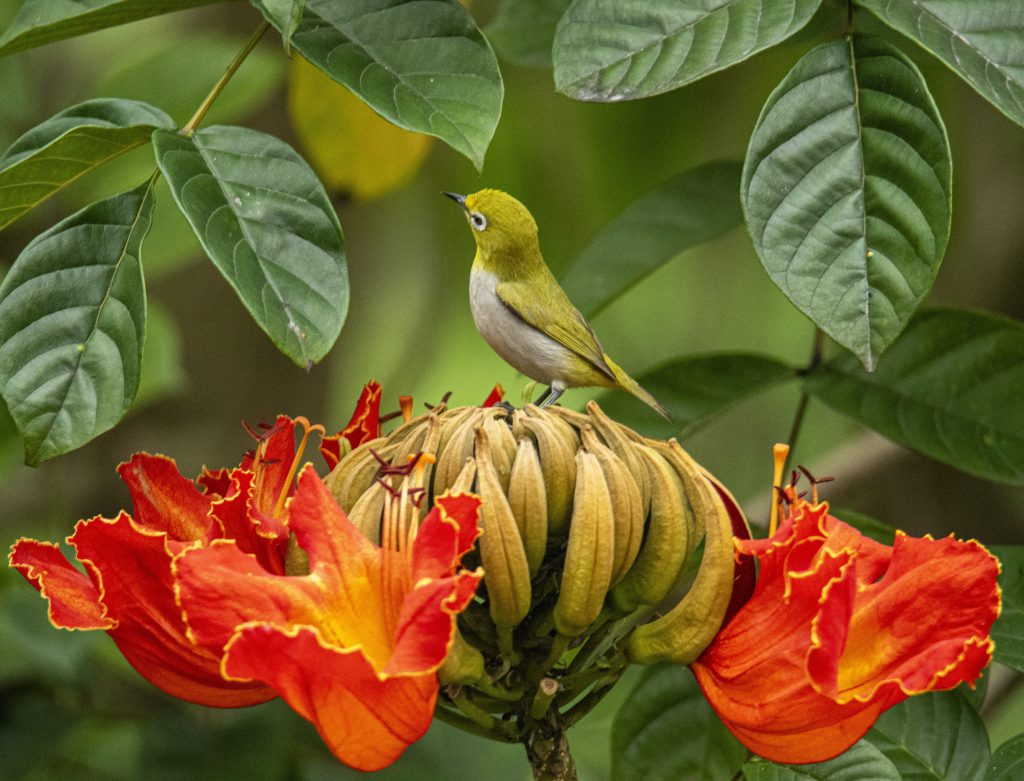 A bird perches on a blooming African tulip tree at a park in Qionghai, Hainan Province, March 10, 2024. /CFP