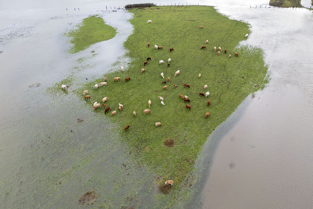 A herd of cows stands in the Ruhr meadows on a small meadow surrounded by floodwater, North Rhine-Westphalia, Mülheim, Germany, January 4, 2024. /CFP