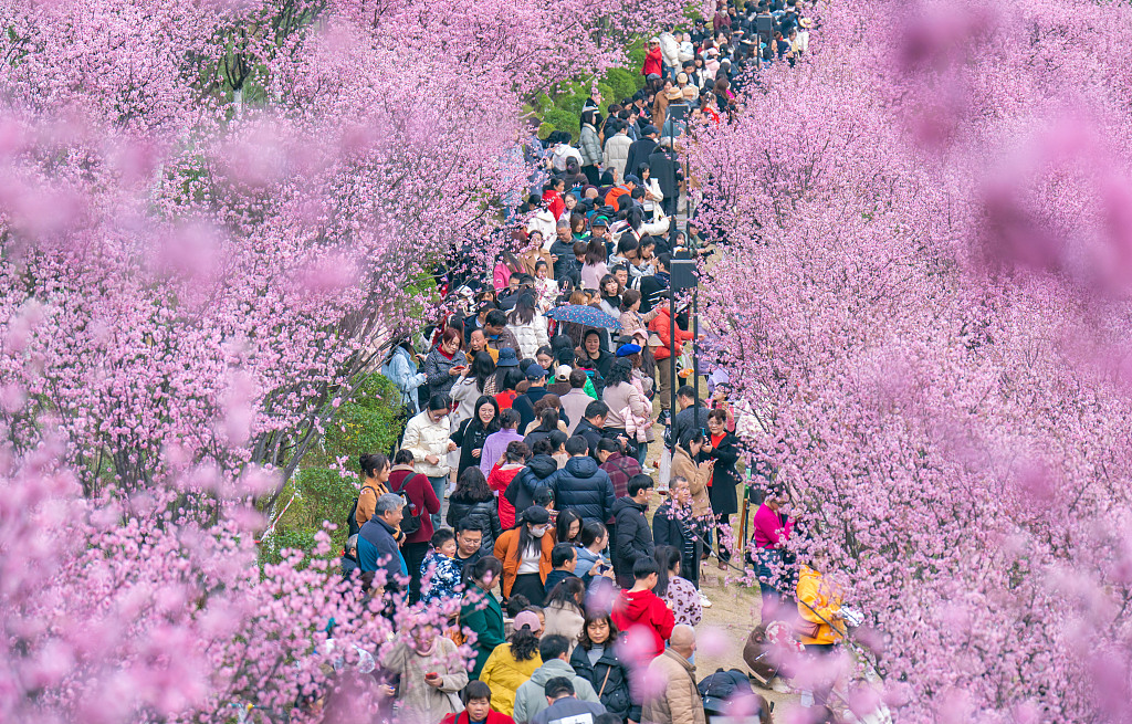 People enjoy the spring scenery amid the blossoming plum flowers in southwest China's Chongqing Municipality on March 2, 2024. /CFP