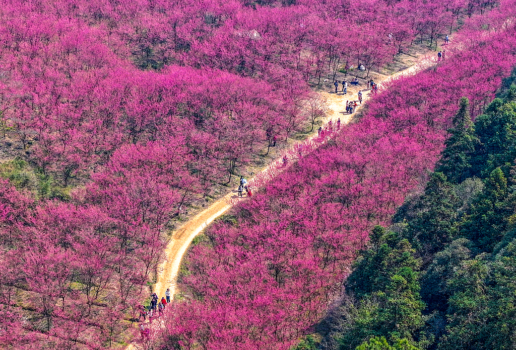 People enjoy the spring scenery amid the blossoming cherry flowers in Hangzhou, east China's Zhejiang Province on March 10, 2024. /CFP
