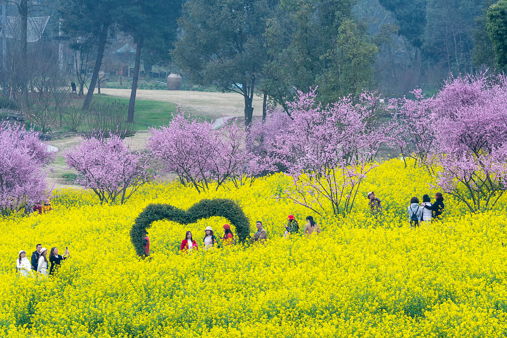 People take photos of blossoming rapeseed and plum flowers in southwest China's Chongqing Municipality on March 4, 2024. /CFP