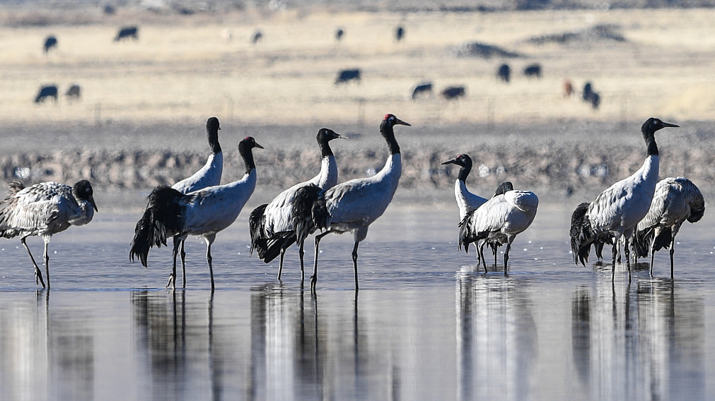 Nature reserve provides perfect habitat for cranes in Lhasa