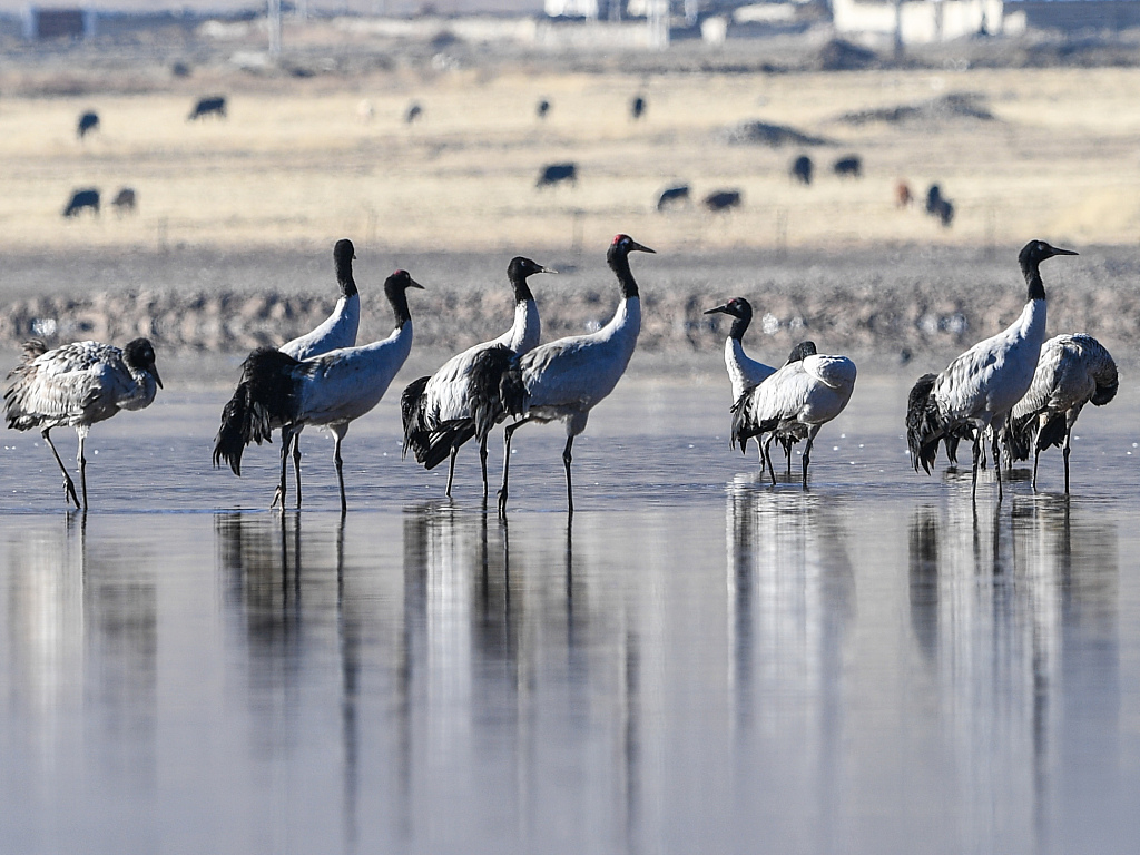 A flock of black-necked cranes, an endangered species that enjoys the highest level of state protection in China, forage at a nature reserve in Lhasa, southwest China's Xizang Autonomous Region, March 11, 2024. /CFP