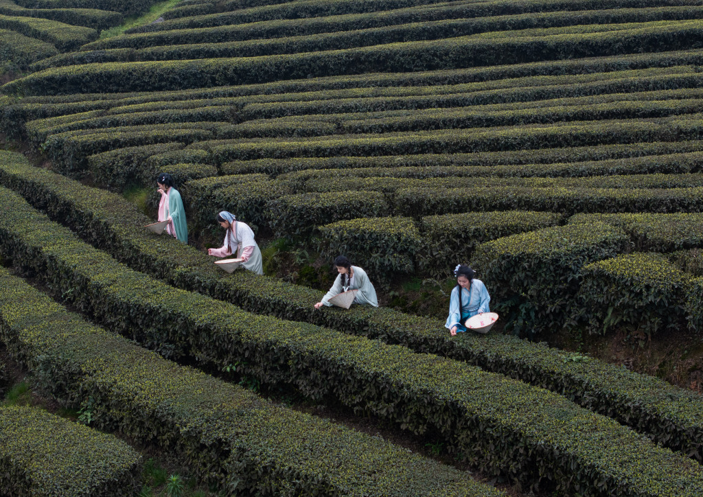 Farmers pick tea leaves in the fields of Meiling Village of Luzhou, Sichuan, March 10, 2024. /CFP