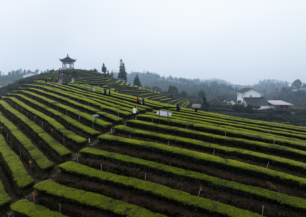 Rows of fresh tea leaves line the fields of Meiling Village of Luzhou, Sichuan, March 10, 2024. /CFP