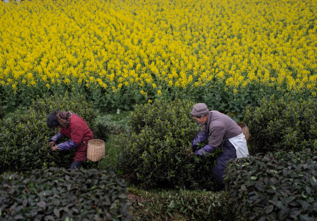Farmers pick tea leaves in the fields of Meiling Village of Luzhou, Sichuan, March 10, 2024. /CFP