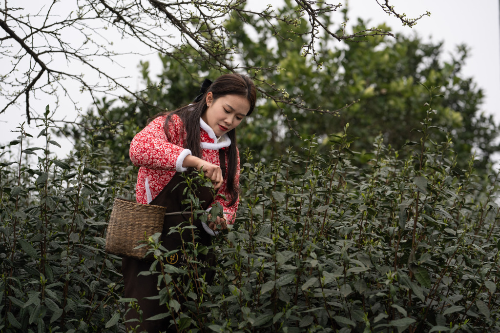 A woman picks tea leaves in the fields of Meiling Village of Luzhou, Sichuan, March 10, 2024. /CFP