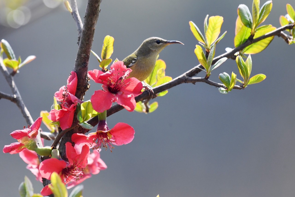A fork-tailed sunbird perches on a branch in Renhuai, Guizhou Province on March 11, 2024. /IC