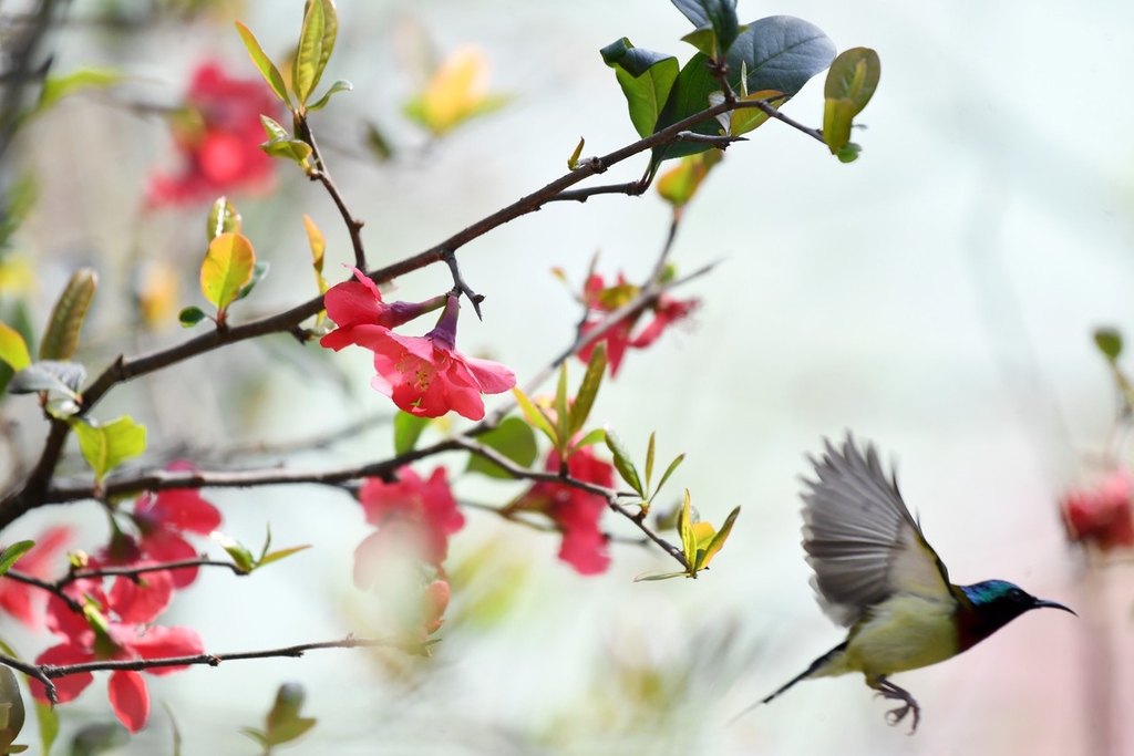 A fork-tailed sunbird flies between branches in Renhuai, Guizhou Province on March 11, 2024. /IC