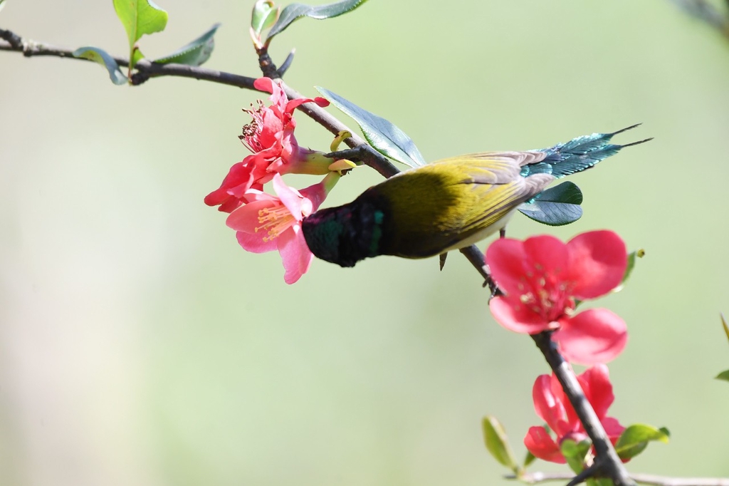 A sunbird draws nectar from a flower in Renhuai, Guizhou Province on March 11, 2024. /IC