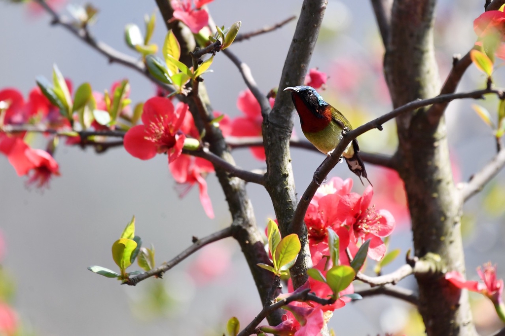 A fork-tailed sunbird perches on a branch in Renhuai, Guizhou Province on March 11, 2024. /IC