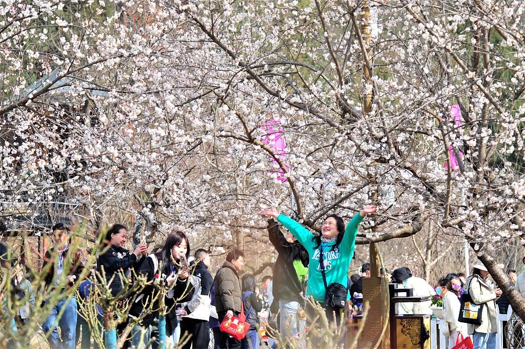 People enjoy the blossoming cherry flowers at Shangyang Village in Yichang, Hubei Province on March 13, 2024. /CFP