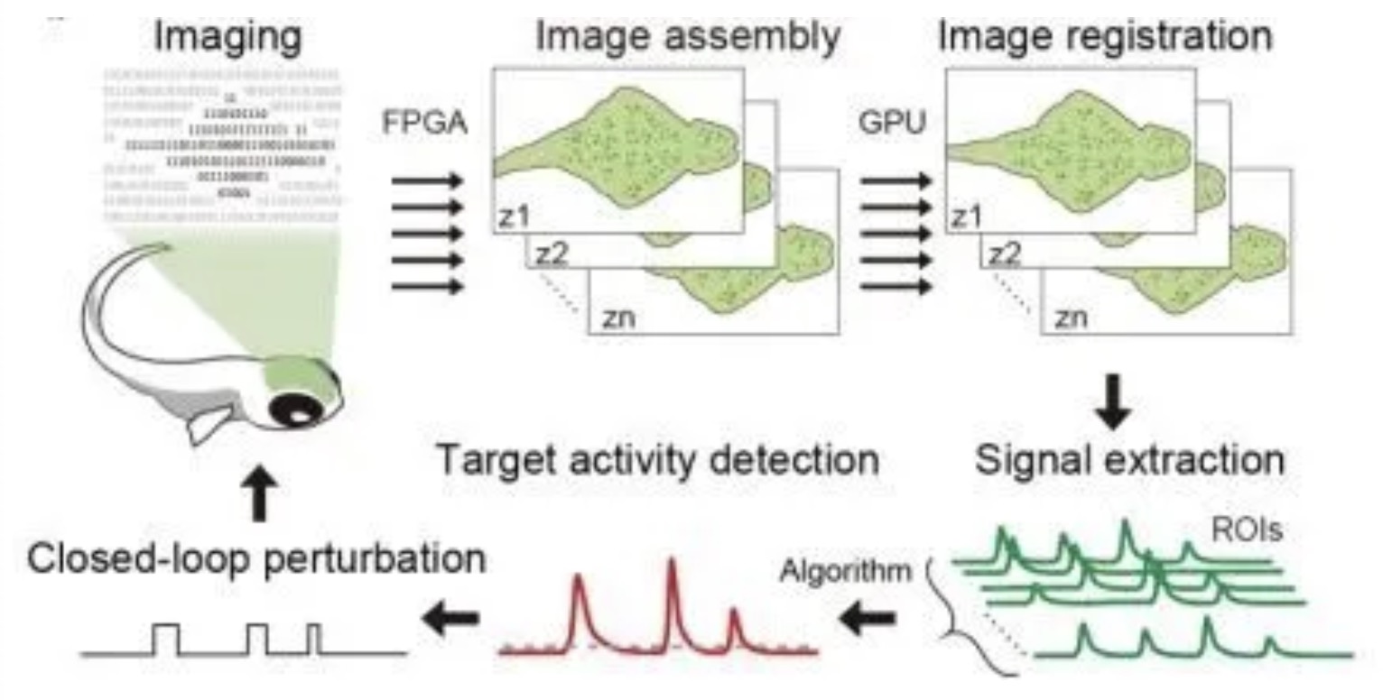 An illustration shows how a real-time analysis system for whole-brain imaging of zebrafish developed by Chinese scientists works. /Chinese Academy of Sciences research team