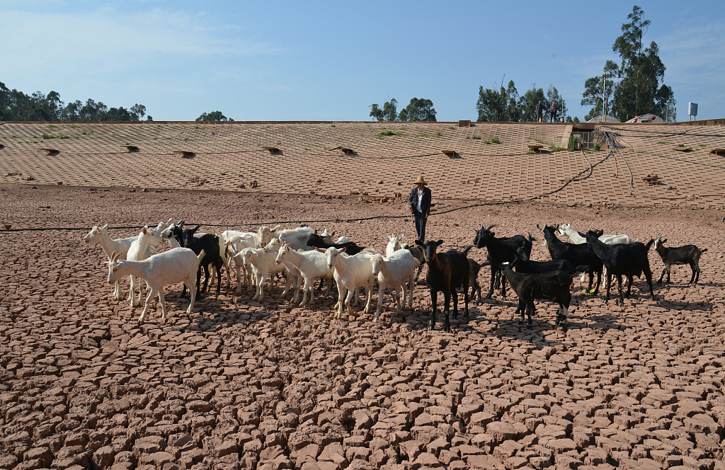 A villager herds goats in a dried reservoir in Kunming City, Yunnan Province, southwest China, May 25, 2023. /CFP