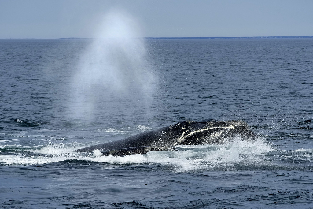 North Atlantic right whales. /CFP
