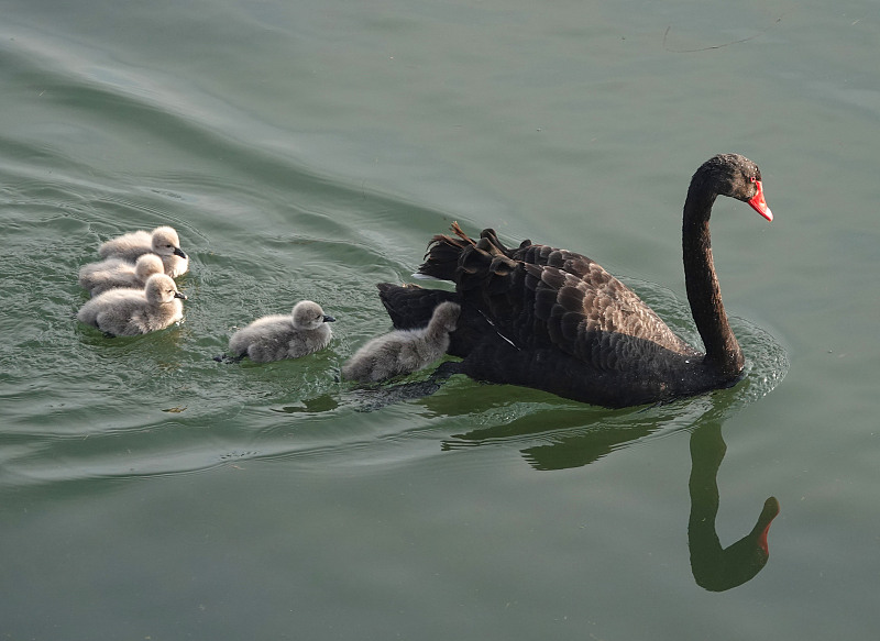 A family of black swans swims in a river near the Old Summer Palace in Beijing, March 12, 2024. /CFP
