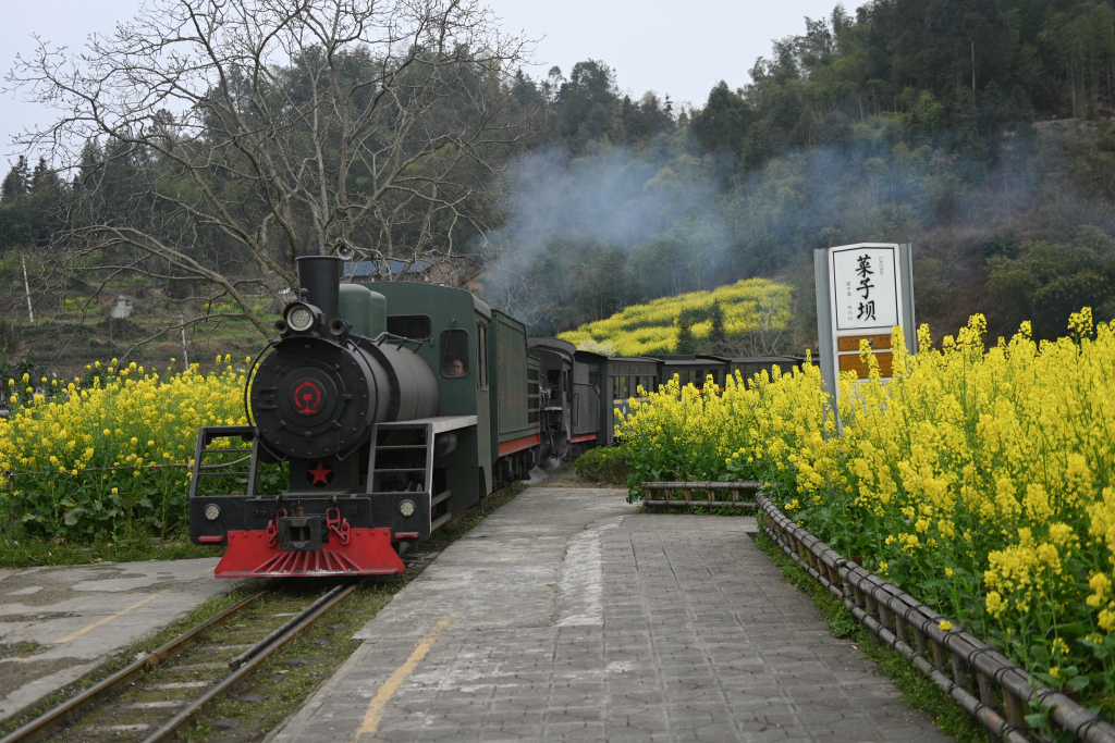 The Jiayang steam train passes through rapeseed flower fields in Qianwei County of Leshan, Sichuan Province, March 12, 2024. /CFP