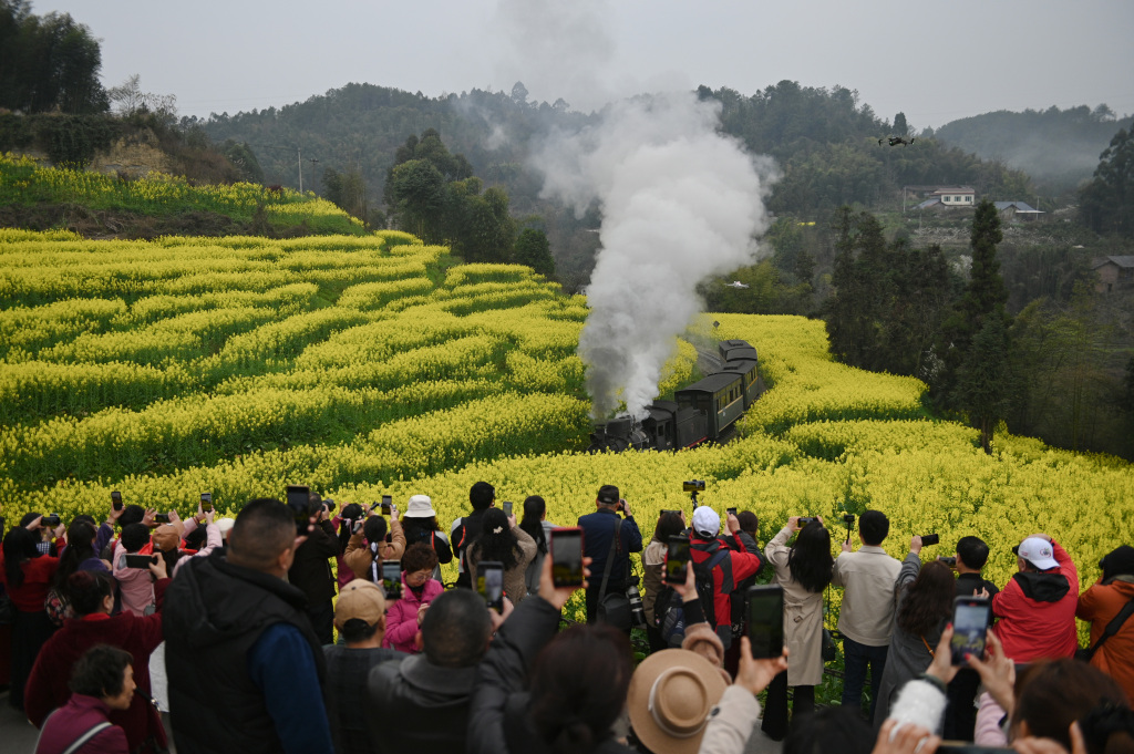 Visitors take pictures of the Jiayang steam train passing through rapeseed flower fields in Qianwei County of Leshan, Sichuan Province, March 12, 2024. /CFP