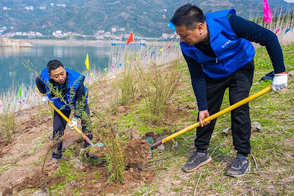 People plant Myricaria laxiflora in Zigui County, Yichang City, central China's Hubei Province, March 12, 2024. /CFP