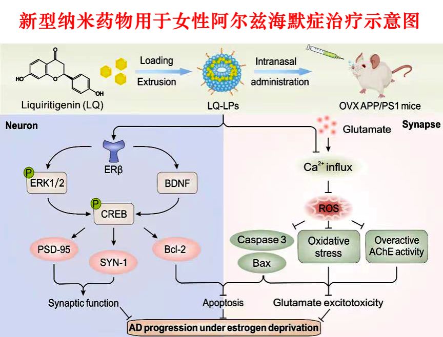 An illustration of how the nanomedicine treats female patients with Alzheimer's disease. /Tianjin University
