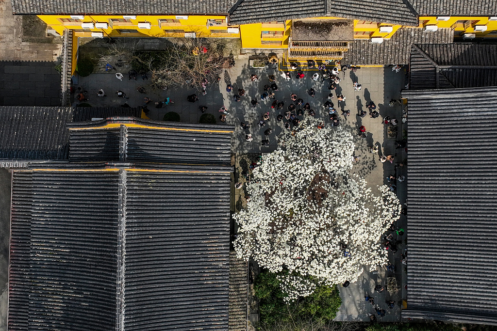 A photo taken on March 12, 2024 shows an aerial view of a blooming magnolia tree at the Faxi Buddhist Temple in Hangzhou, Zhejiang Province, China. /CFP
