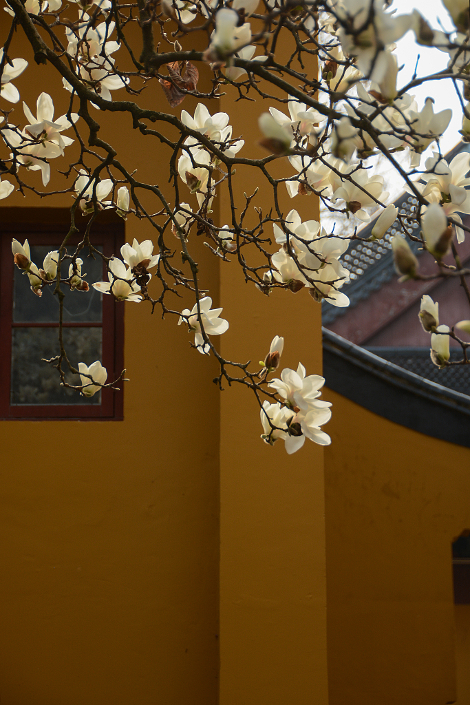 A photo taken on March 12, 2024 shows a closer view of a blooming magnolia tree at the Faxi Buddhist Temple in Hangzhou, Zhejiang Province, China. /CFP
